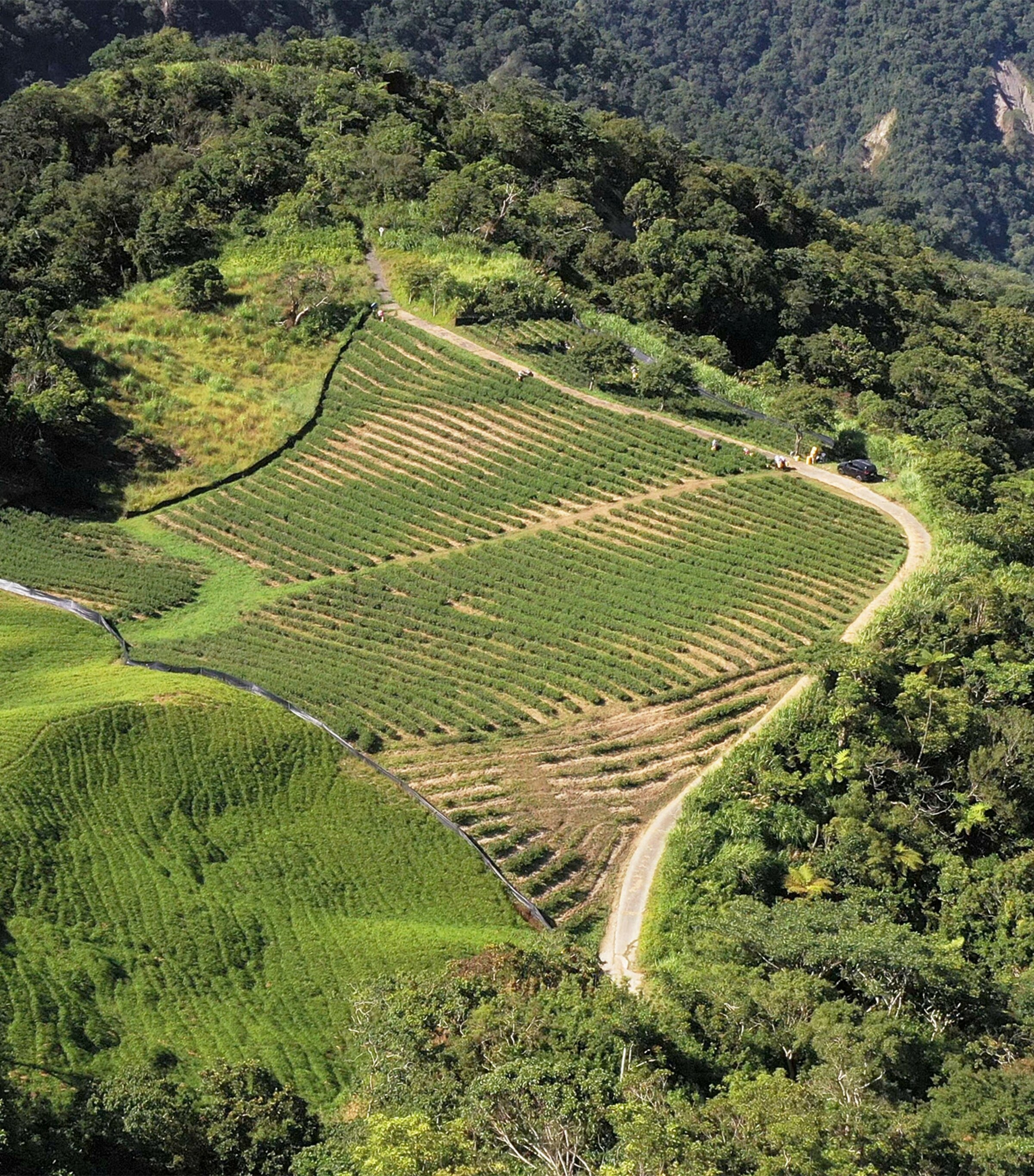 Sixty Stone Mountain Sparkling Tea (75cl) NO COLOUR Image 4