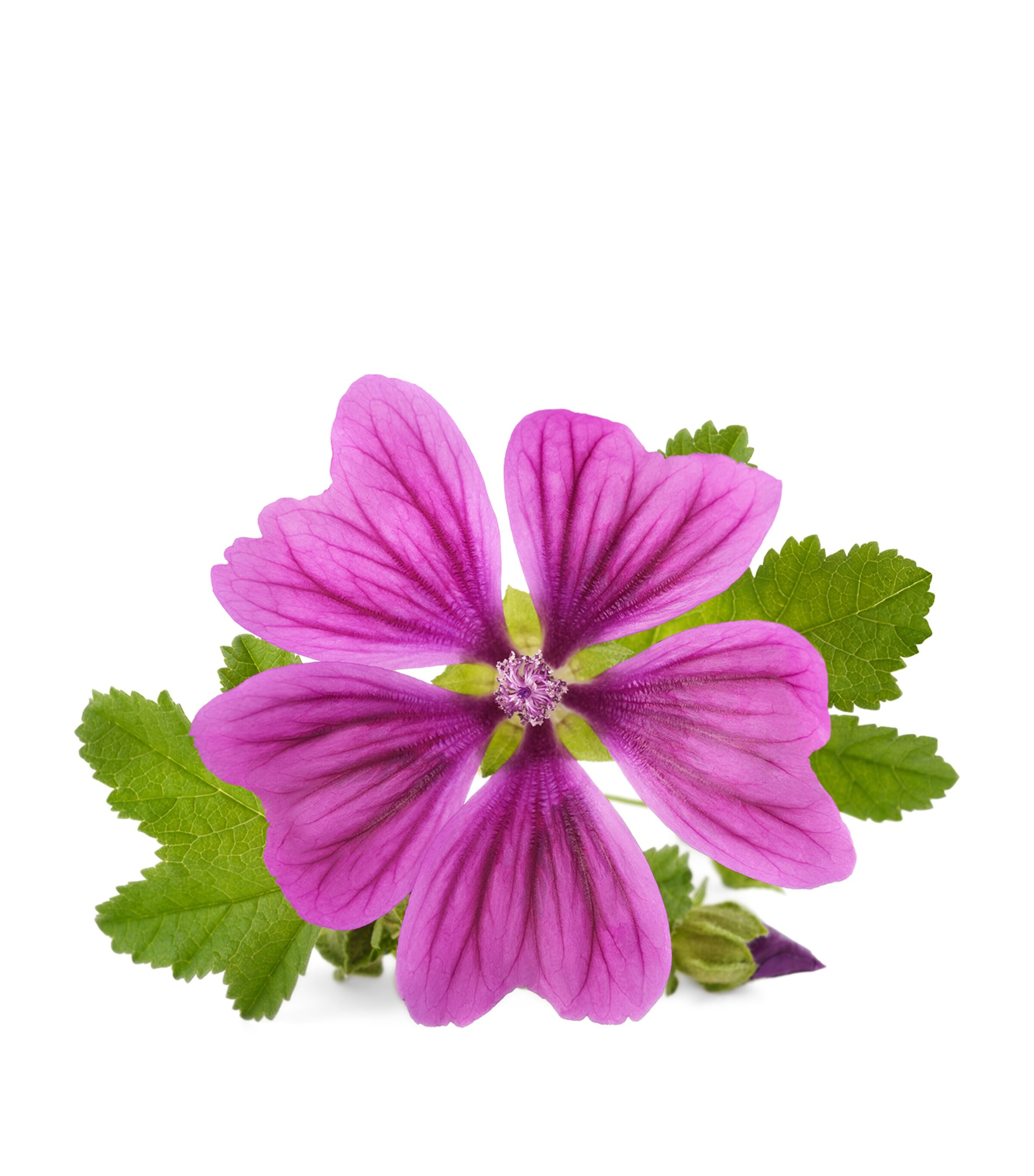 Vital B Serum (30ml) NO COLOUR Image 5