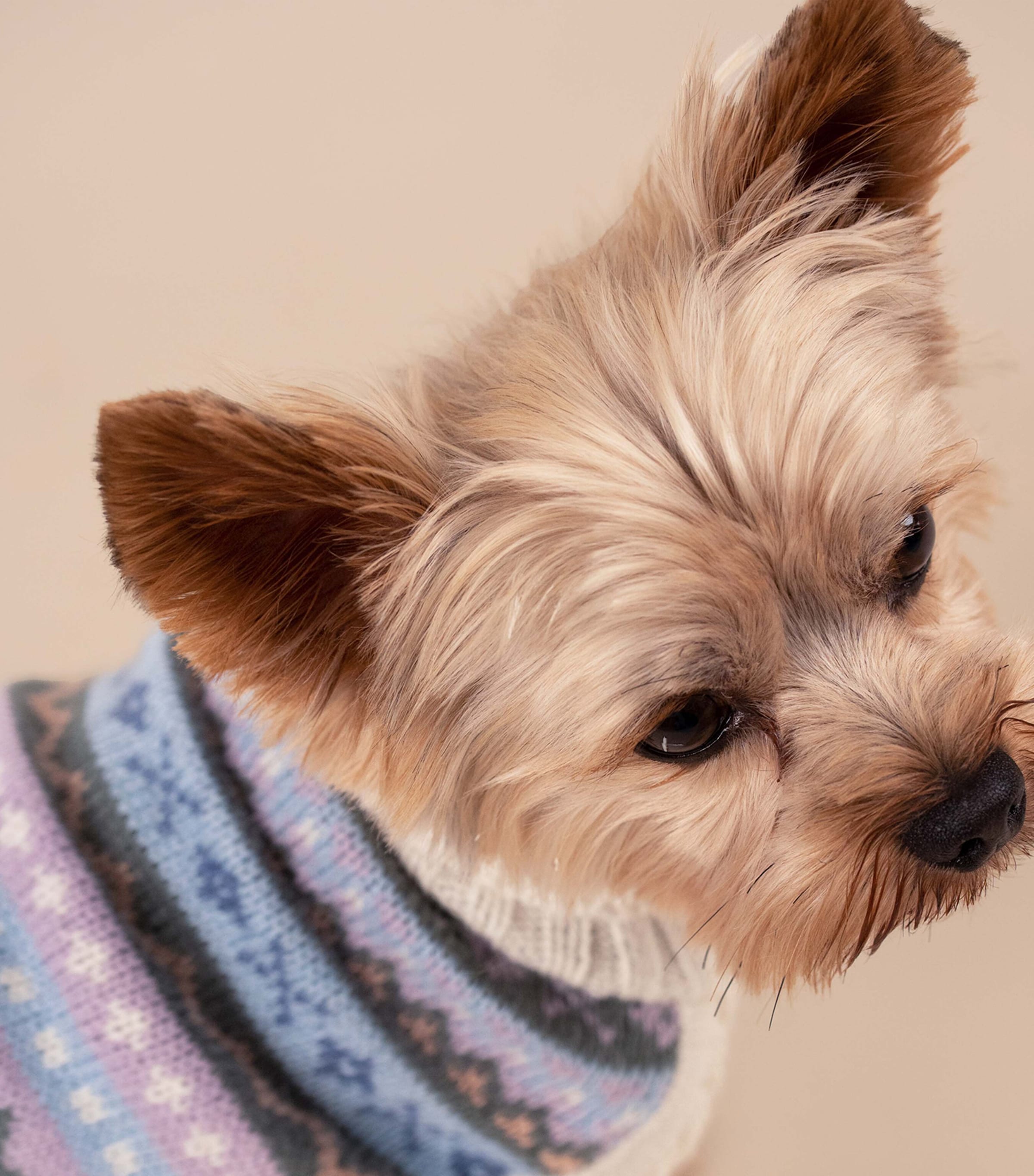 ALQO WASI Alpaca-Blend Cloudform Dog Sweater (Medium) Cloudform Image 8