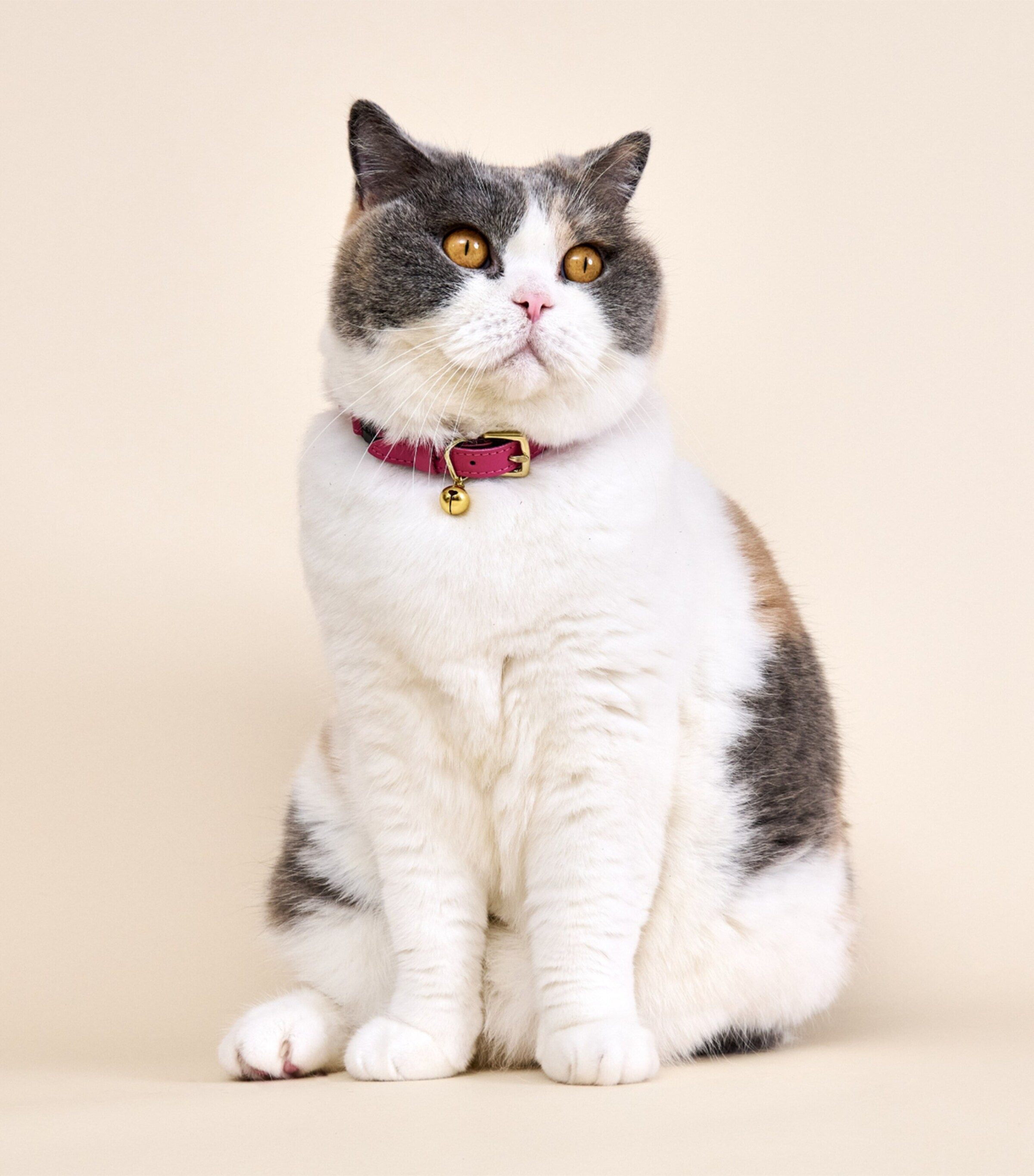 Cheshire & Wain Small Leather Wonderland Cat Collar Pink Image 3