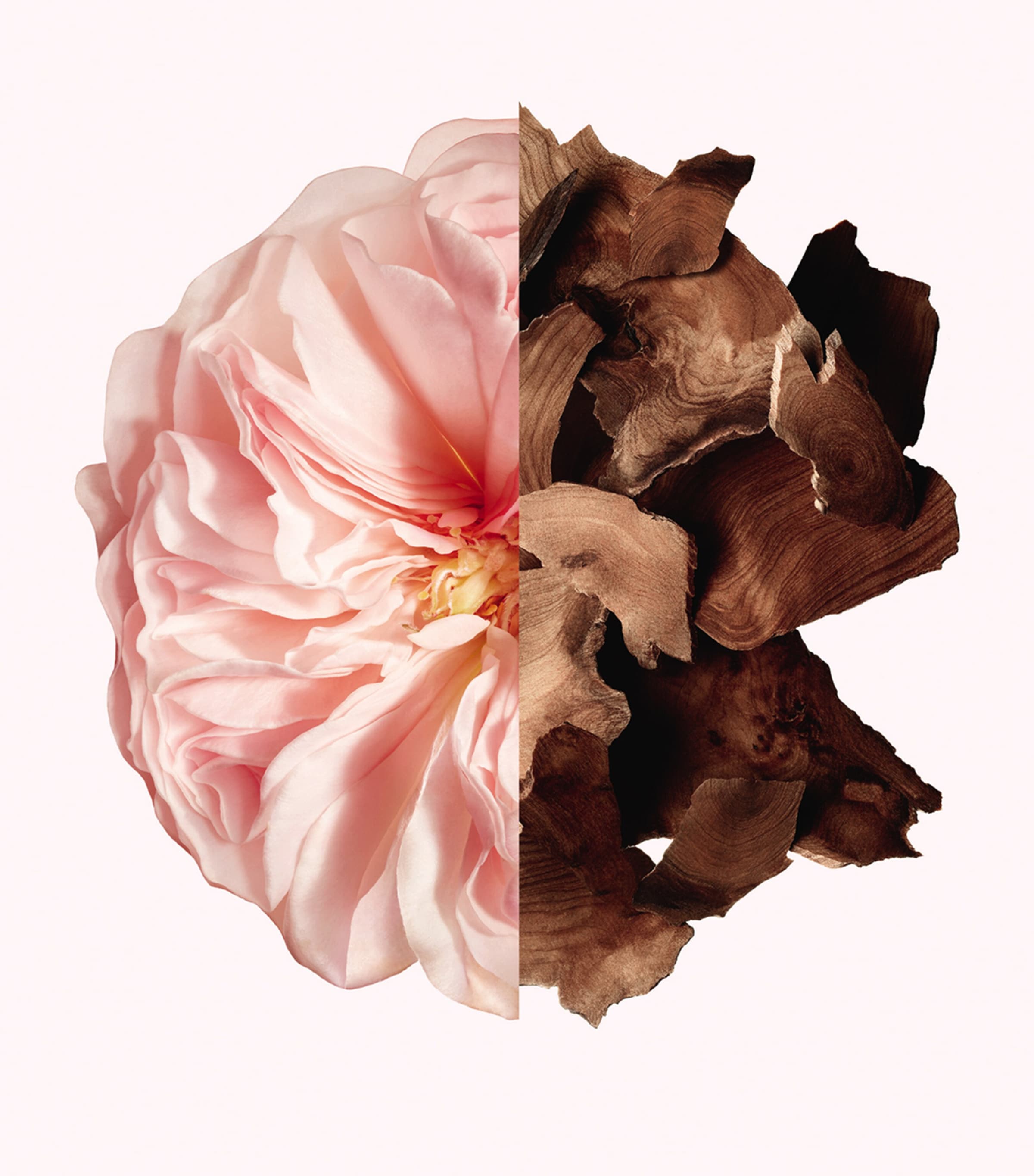 Irresistible Perfumed Moisturizing Body Milk for Women (200ml) NO COLOUR Image 2