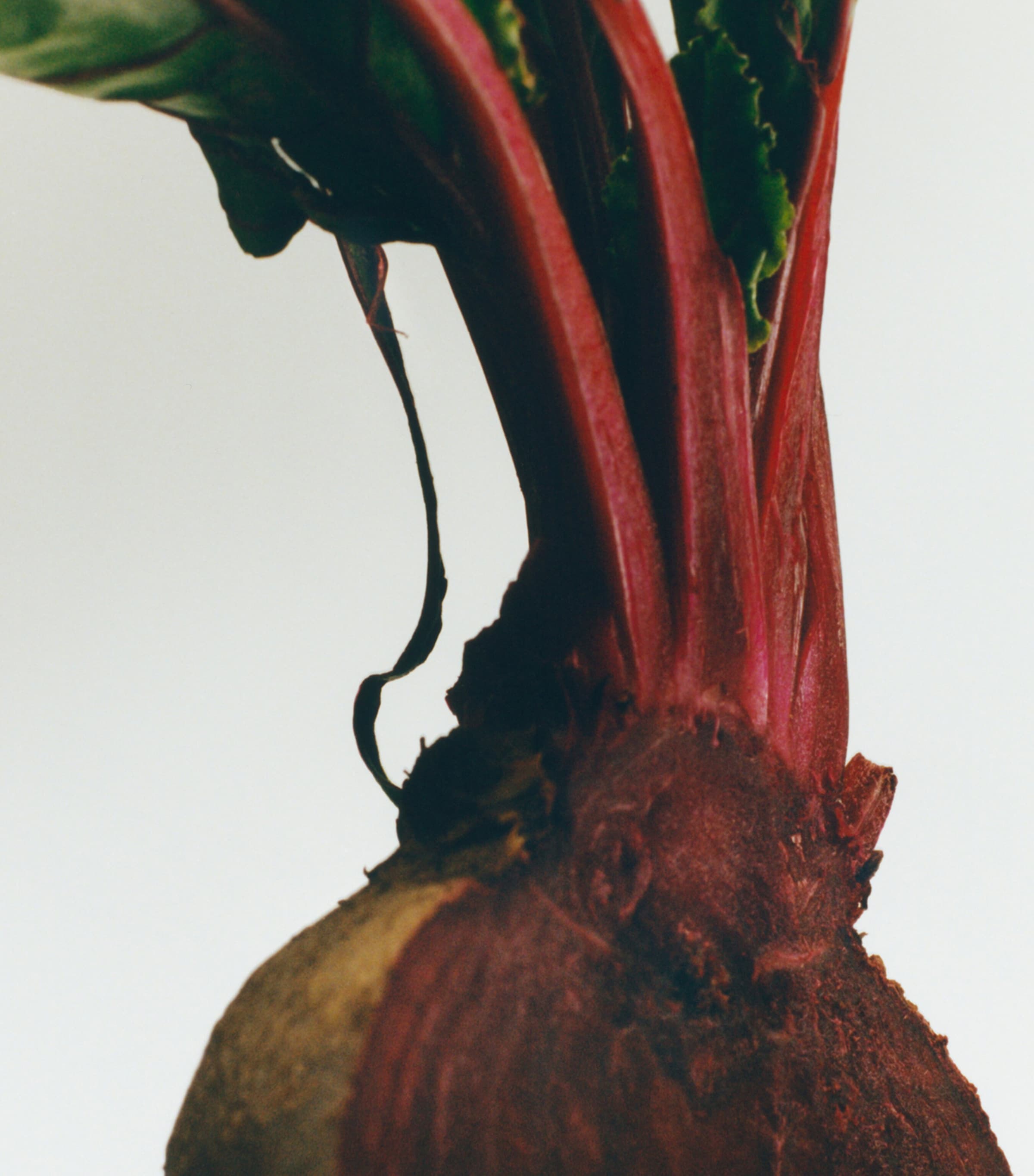 LOEWE Perfumes Small Beetroot Scented Candle Image 3