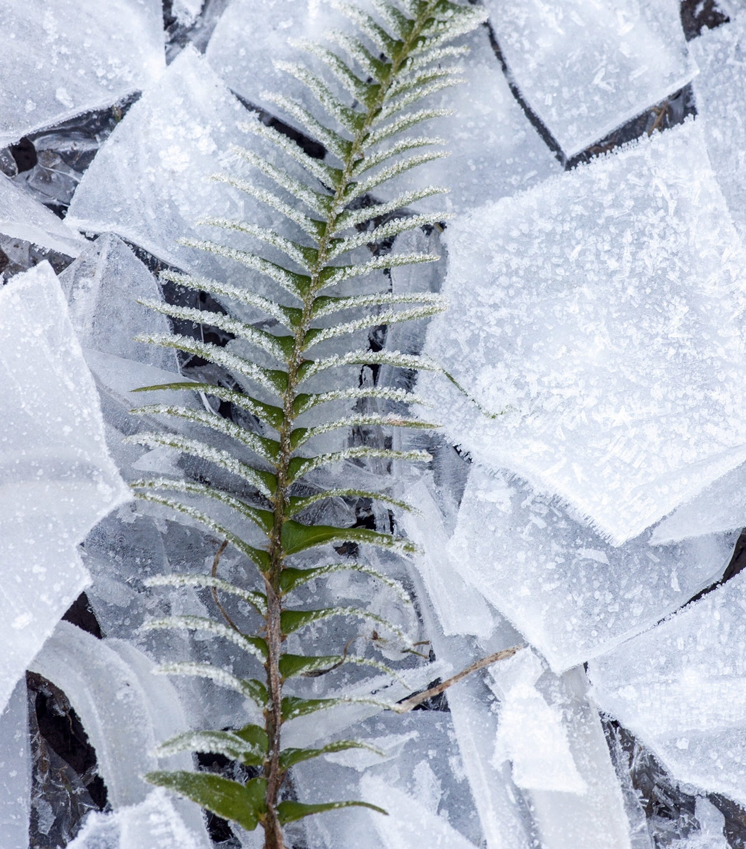 Absinthe Boréale Eau de Parfum (100ml) NO COLOUR Image 6