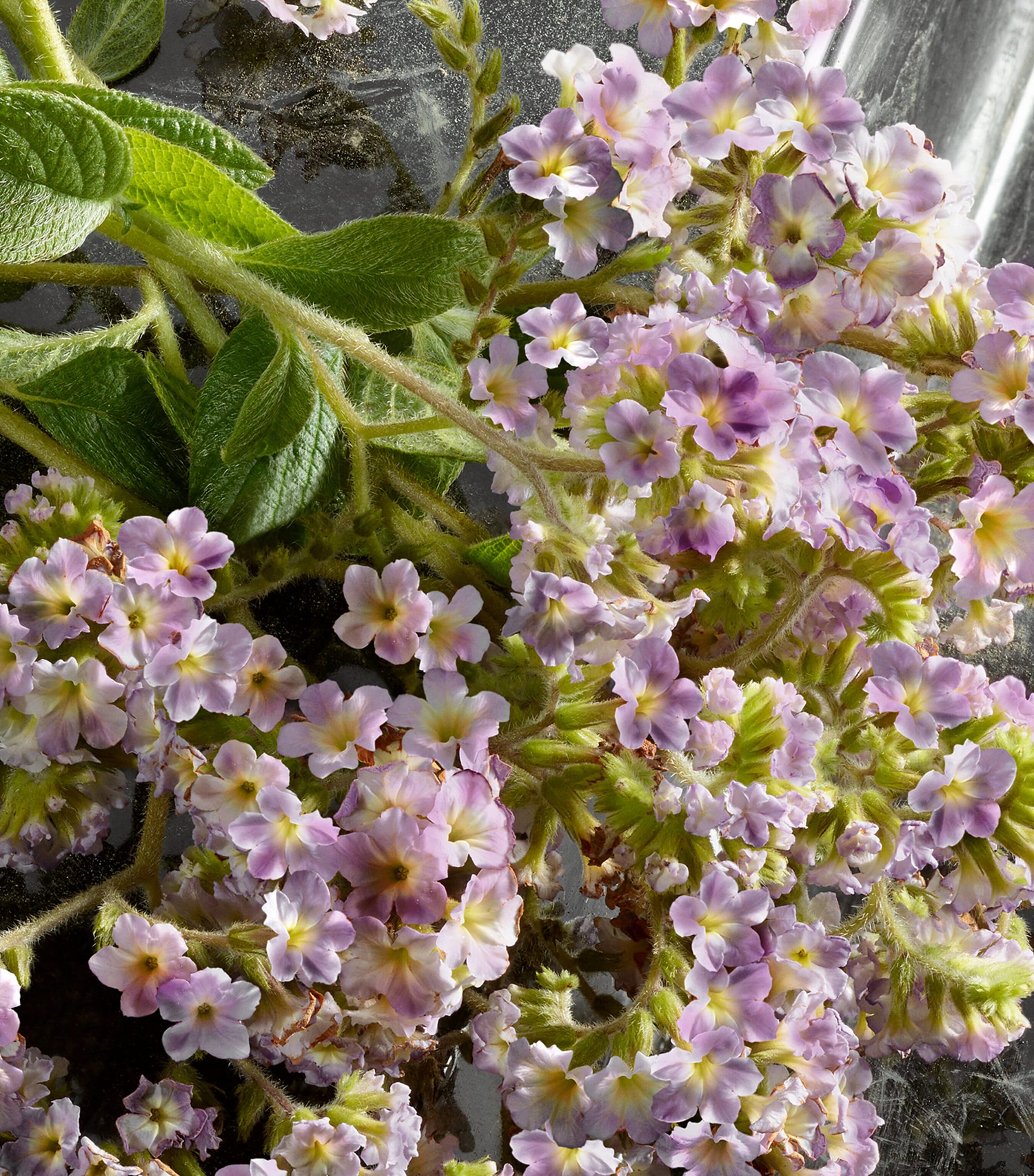 Q by Dolce & Gabbana Eau de Parfum Intense (100ml) NO COLOUR Image 6