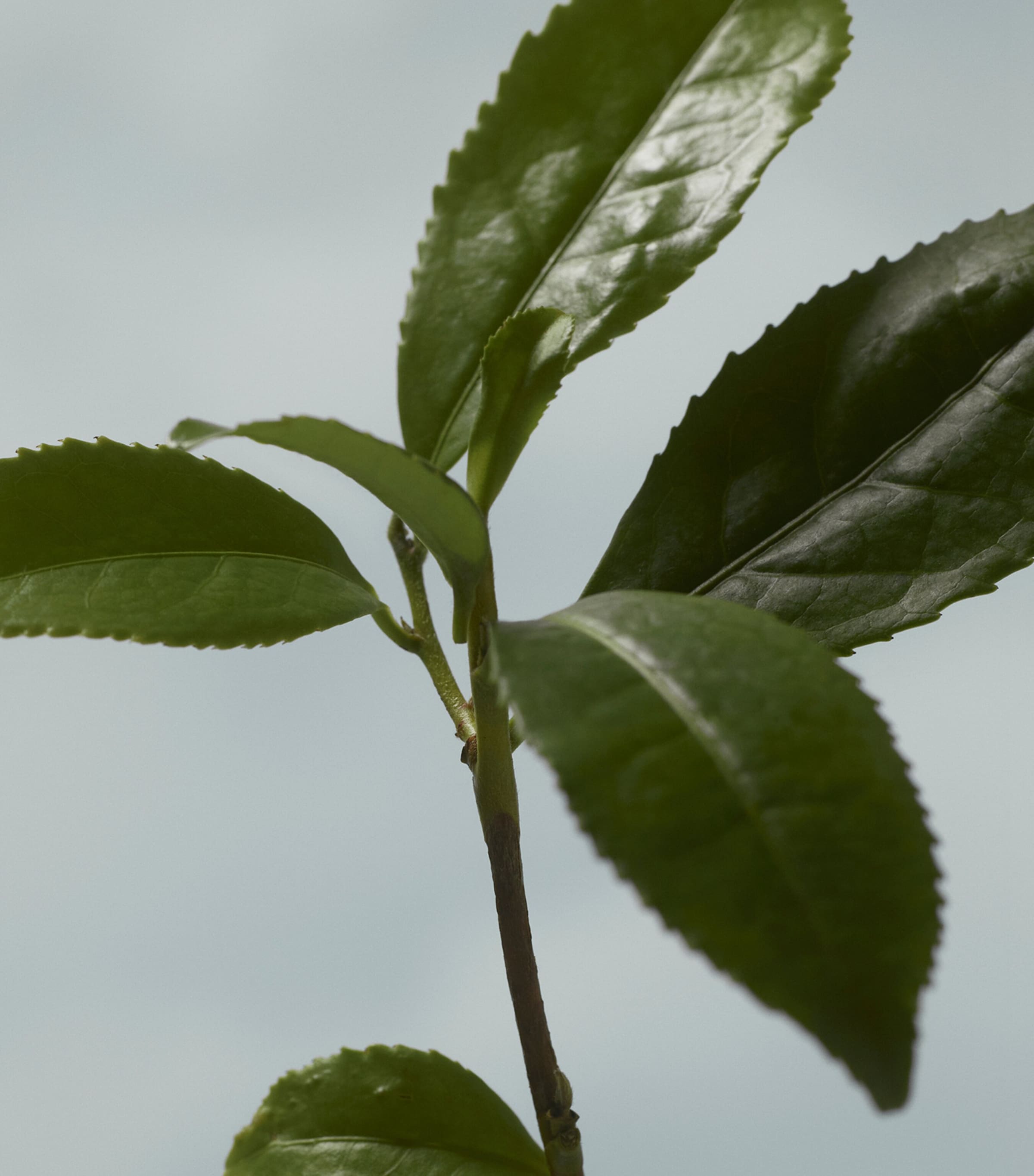 Golden Haze Eau de Parfum (100ml) NO COLOUR Image 5