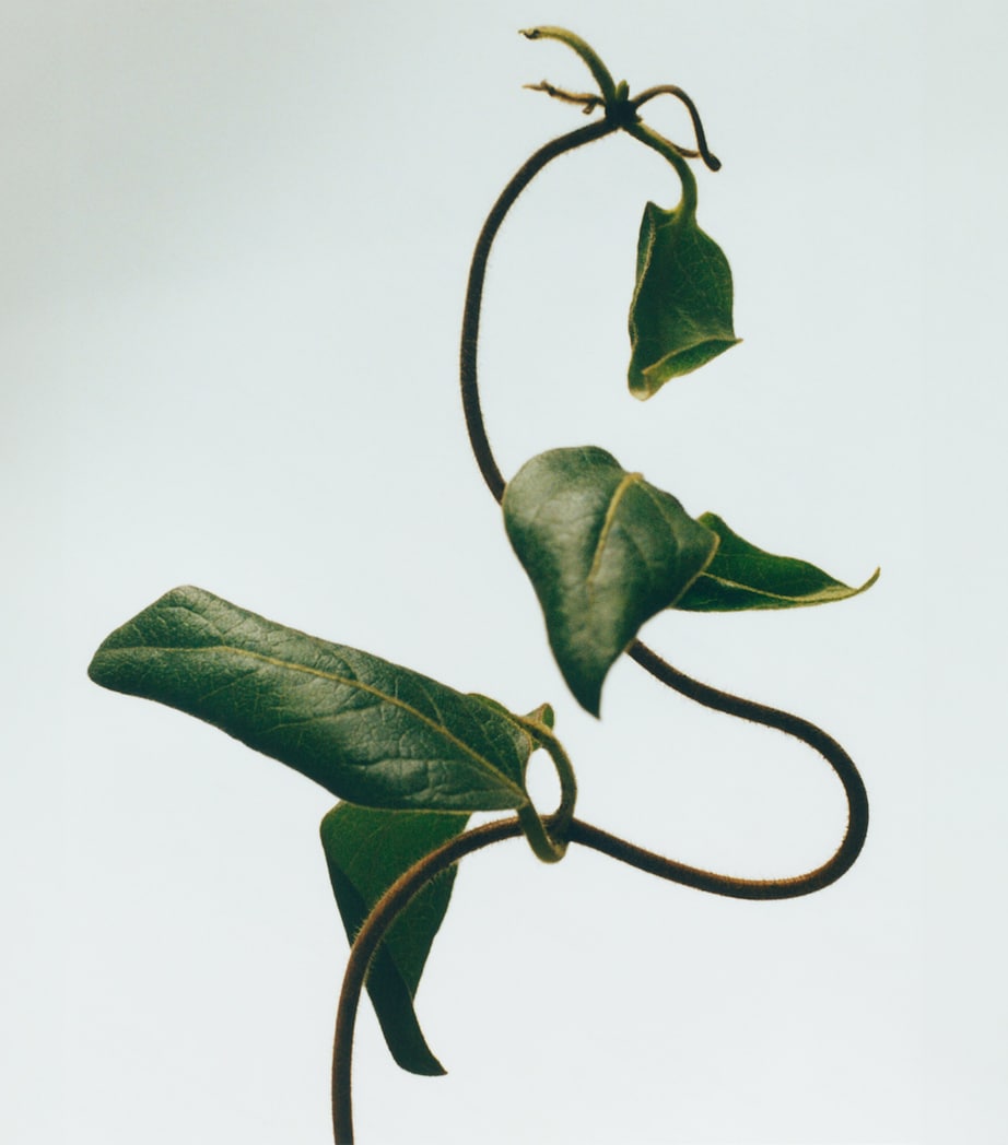 Small Honeysuckle Scented Candle NO COLOUR Image 3