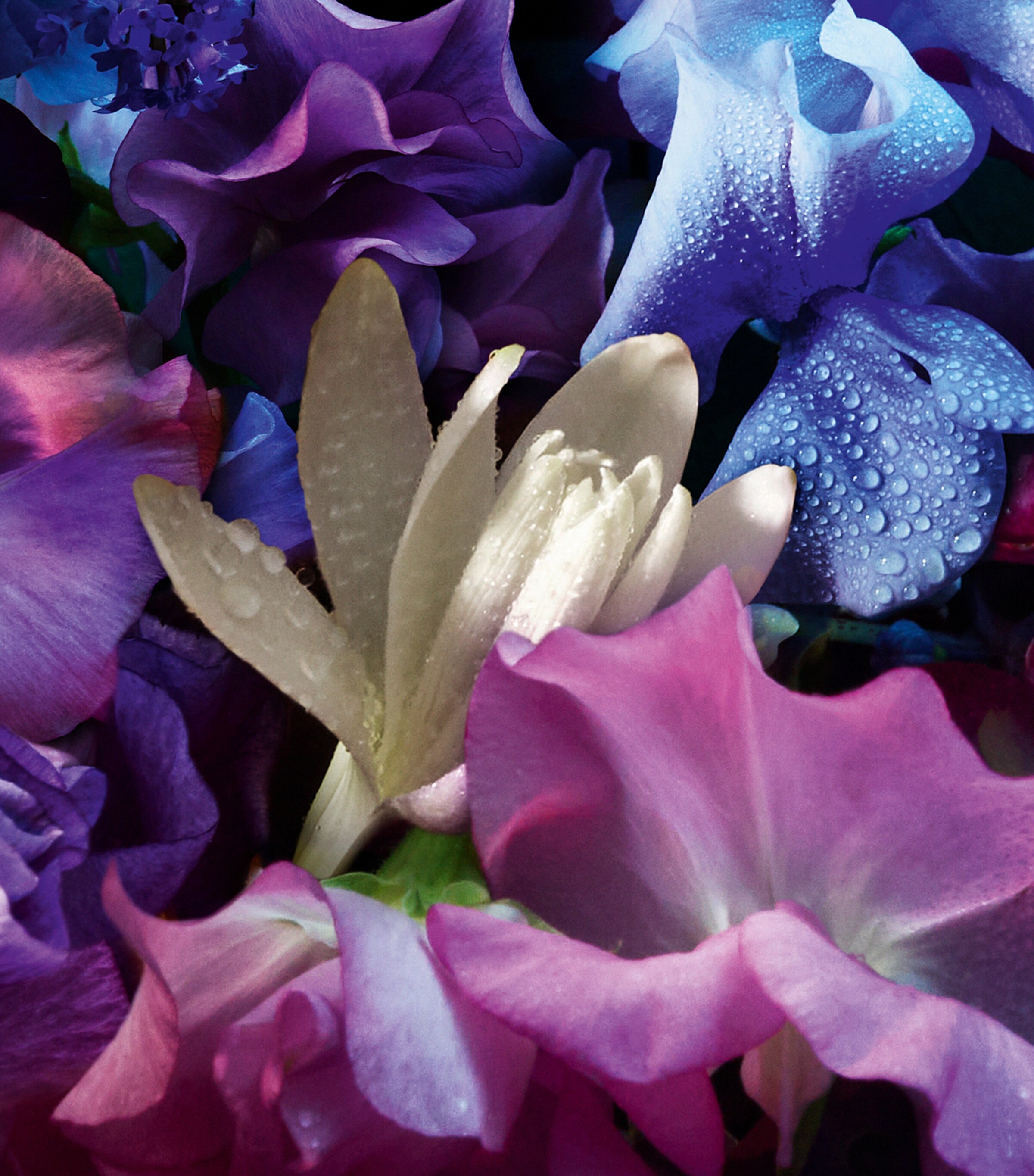 Absolus Allegoria Florabloom Eau de Parfum (75ml) NO COLOUR Image 3