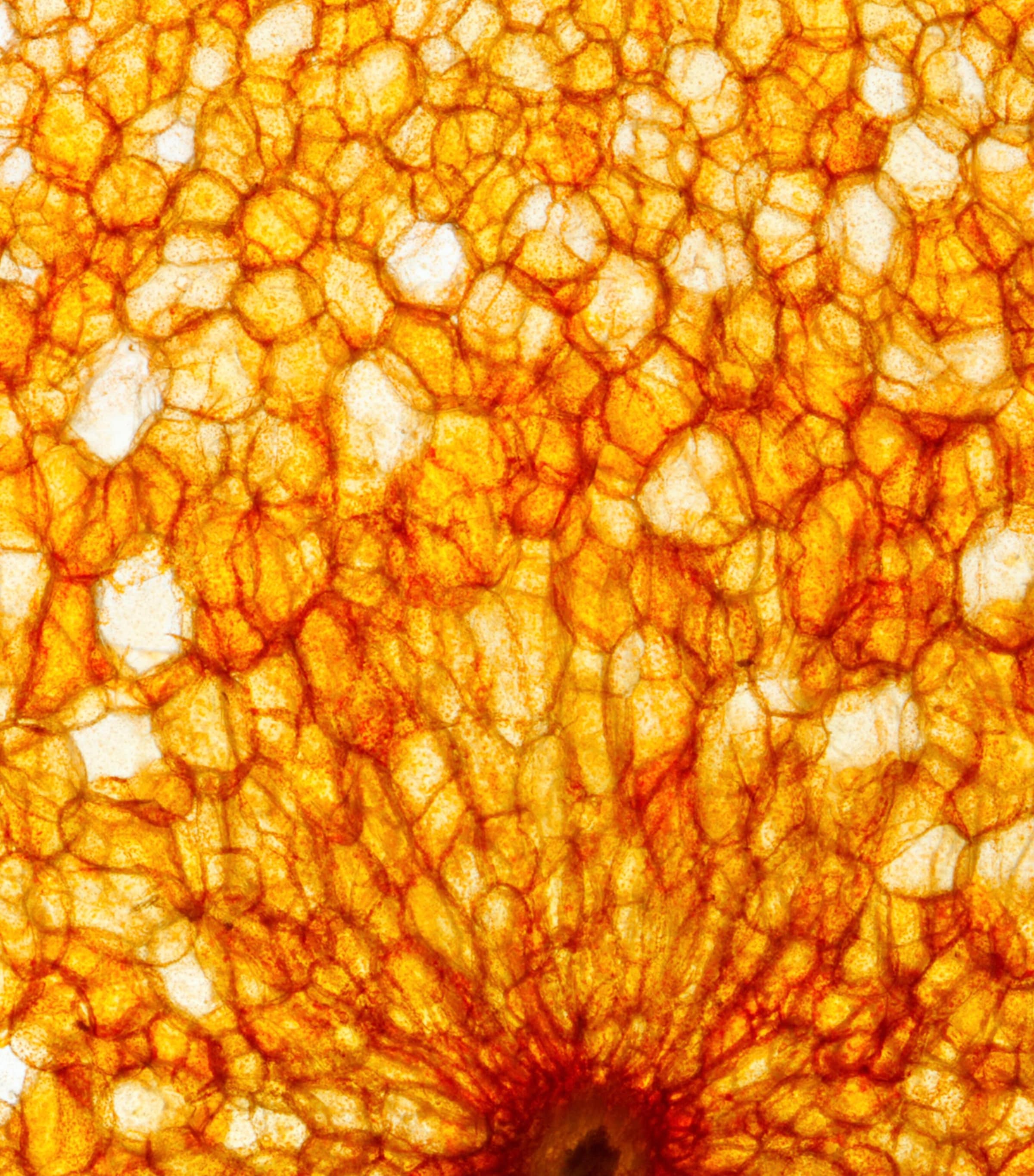 Citrus Batikanga Eau de Parfum (100ml) NO COLOUR Image 6