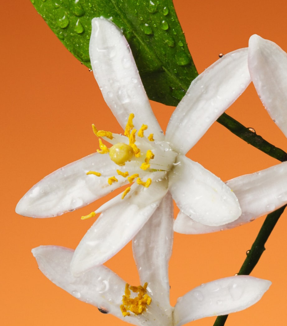 The Alchemist’s Garden Fiori di Neroli Eau de Parfum (50ml) NO COLOUR Image 4