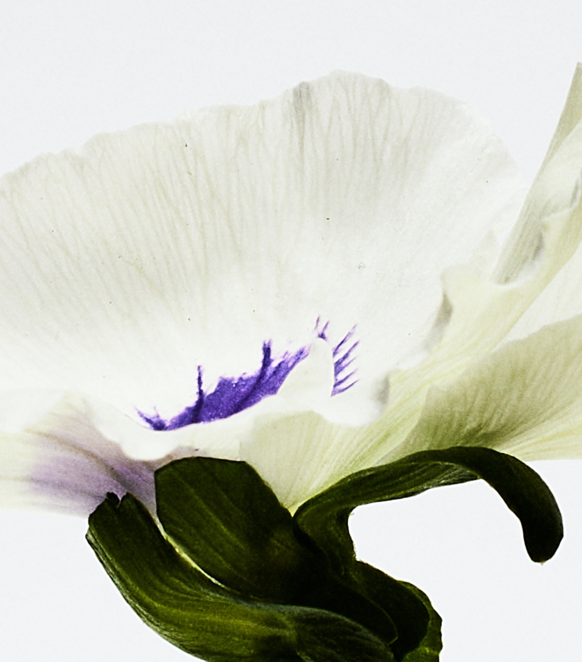 LOEWE Aire Anthesis Eau de Parfum (50ml) Image 3