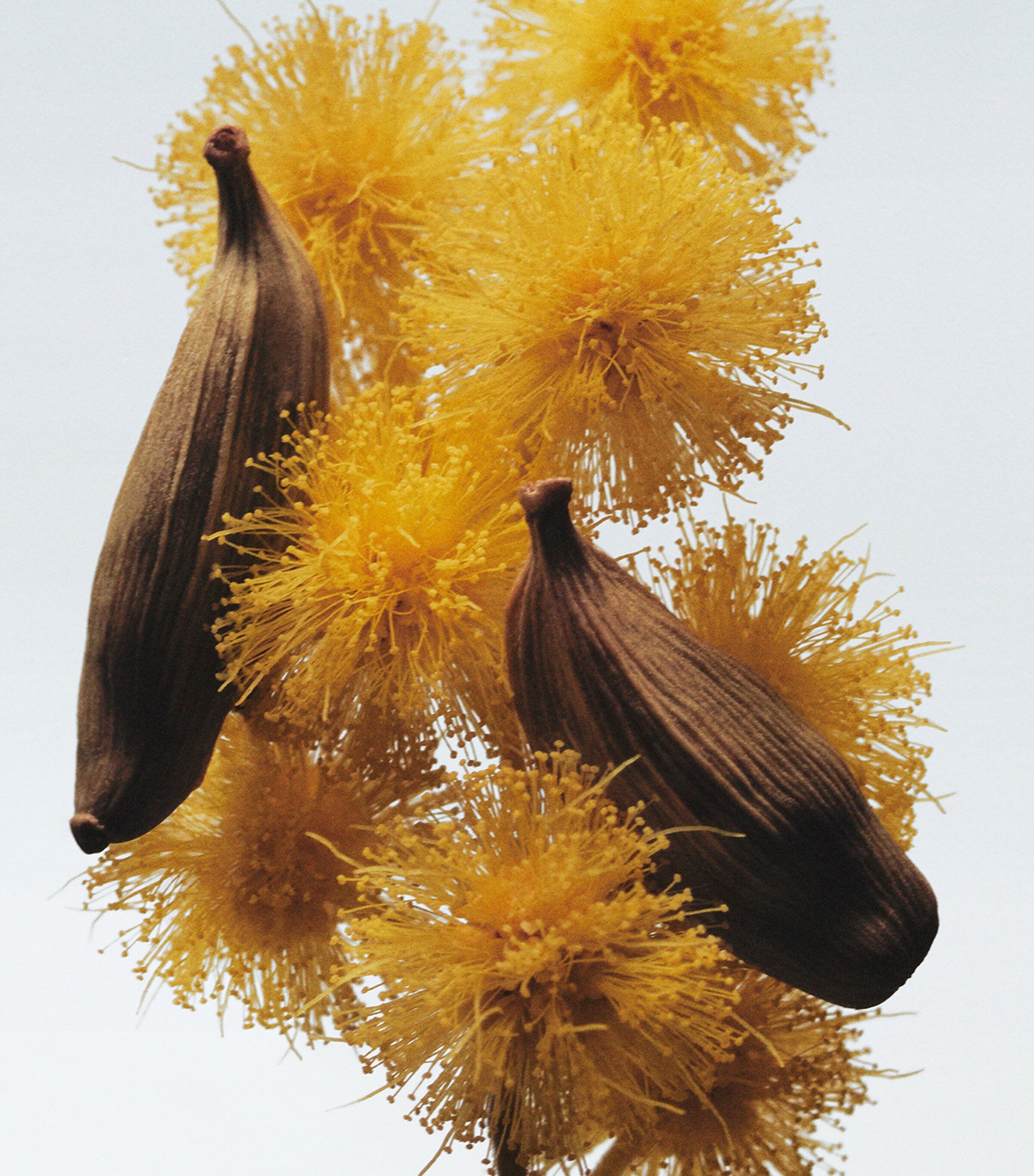 Mimosa & Cardamom Cologne (30ml) NO COLOUR Image 3