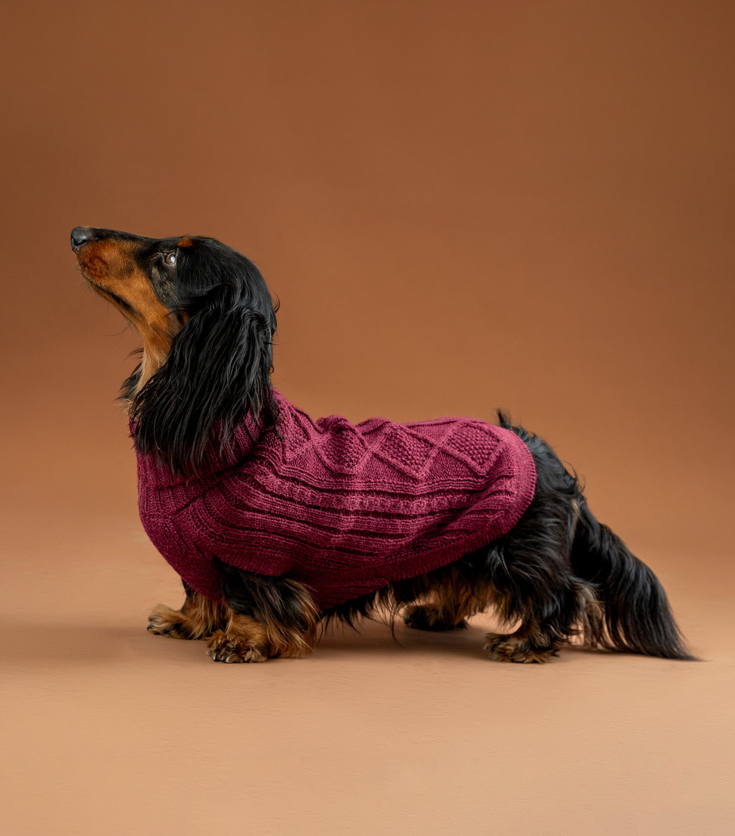ALQO WASI Alpaca-Blend Aran Knit Dog Sweater (XX-Small) Red Wine Image 3