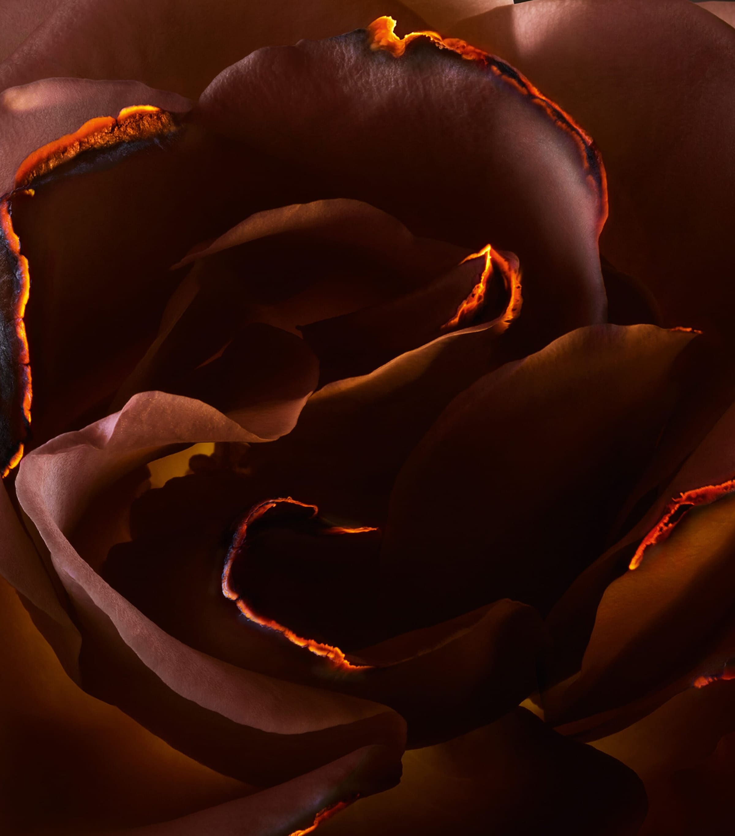 Absolue Hell Of A Rose Eau de Parfum (100ml) NO COLOUR Image 6